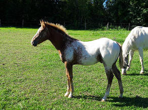 Kassys Inigo Legend (POA) Poney des ameriques