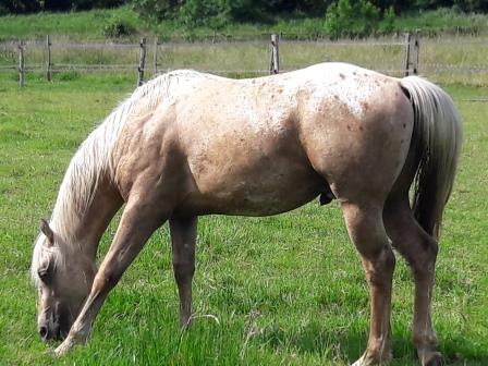 FIRST HONEY PZ KASSY APPALOOSA