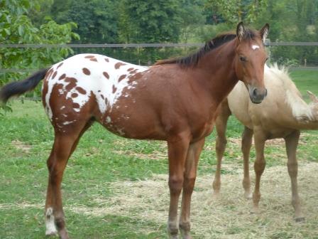 Hipop Rooster Kassy Août 2017