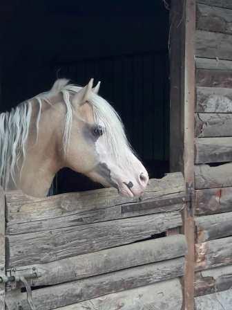 Hoekhorst Sweet dream étalon welsh palomino