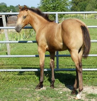 Joxy Goldnzips Kassy Appaloosa fille de Pretty First Class (Quarter Horse Cremello) et Threezips andyourout (Appaloosa)