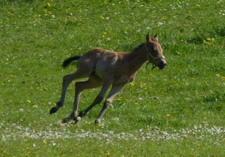 Joxy Goldnzips Kassy en pleine galopade
