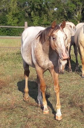 Kassys Inigo Legend Août 2019