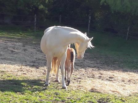 Pretty First Class et sa pouliche Joxy