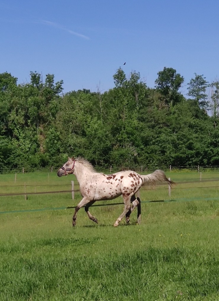 HIPOP ROOSTER KASSY, mâle, Appaloosa PP USA et SIRE