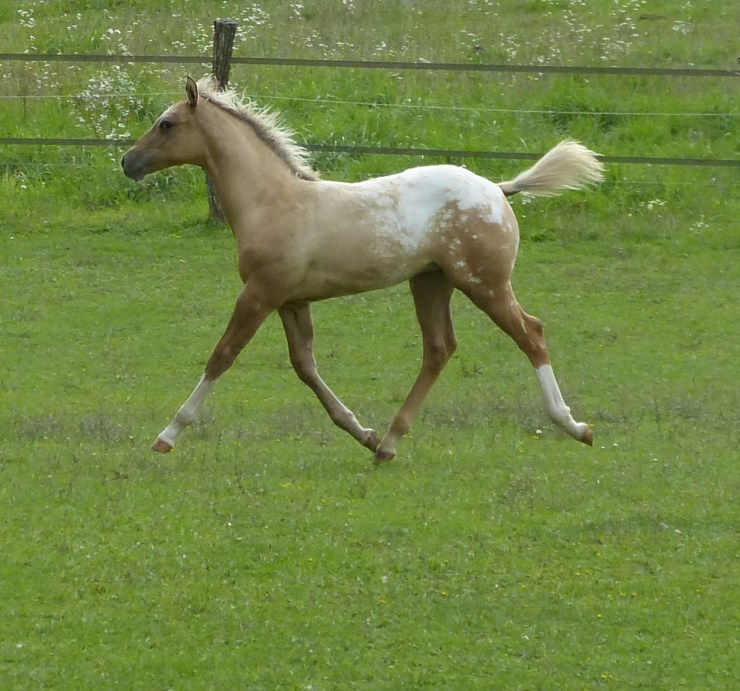 Kassys Magnificent Dream