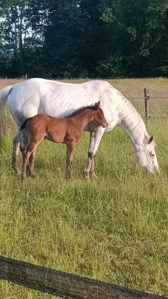 Pearl Dream de Kassy pouliche Welsh PB